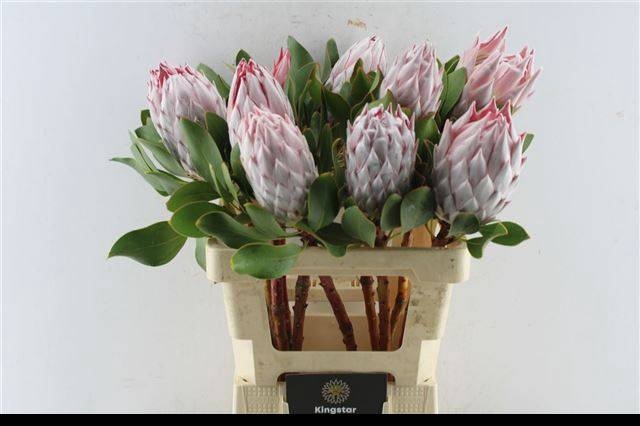 <h4>PROTEA CYNAROIDES</h4>