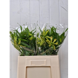 GLORIOSA SP STRIPE