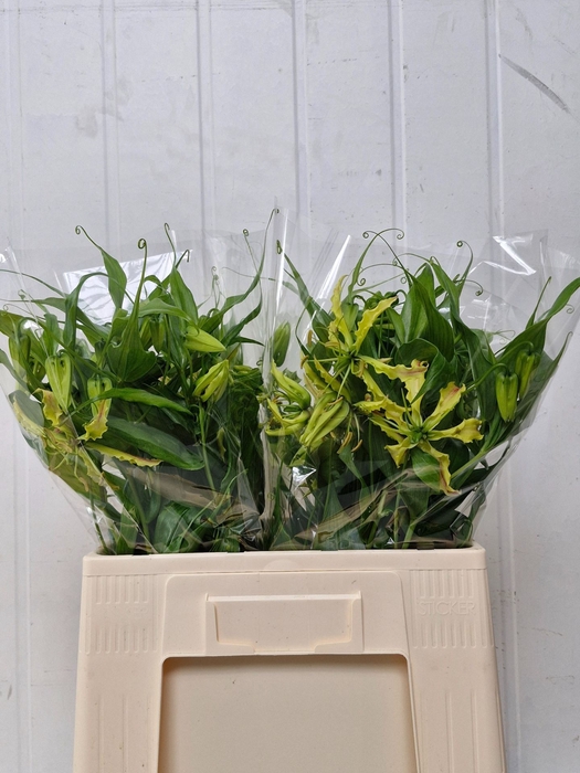 <h4>GLORIOSA SP STRIPE</h4>