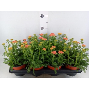 Achillea   ...