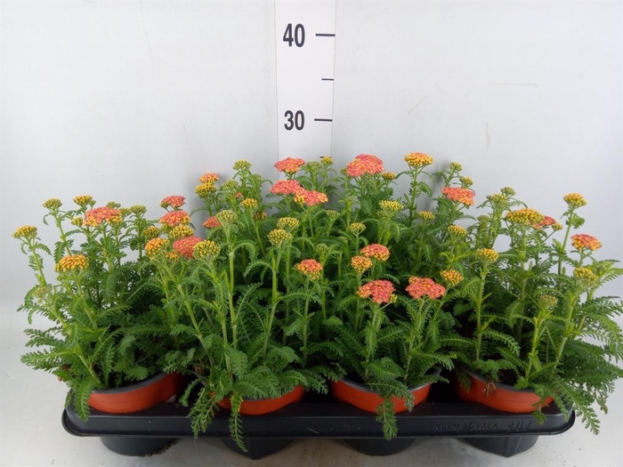 <h4>Achillea   ...</h4>