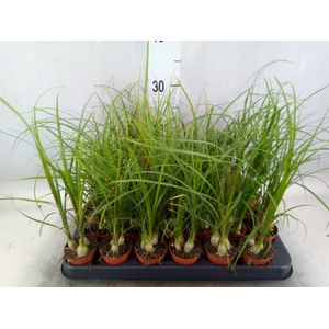 Beaucarnea recurvata