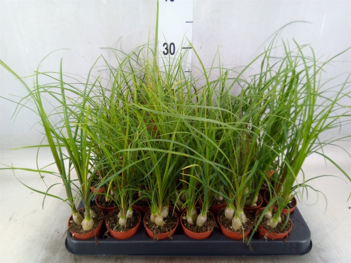<h4>Beaucarnea recurvata</h4>