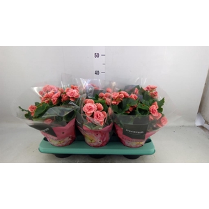 Begonia elat. DU 'Borias'