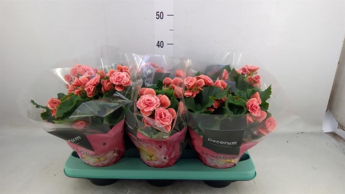 <h4>Begonia elat. DU 'Borias'</h4>