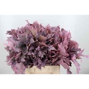 Quercus Kl Bh Lichtroze