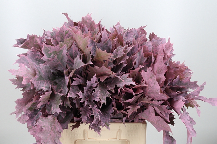 <h4>Quercus Kl Bh Lichtroze</h4>