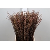 Salix Sekka Bandwilg