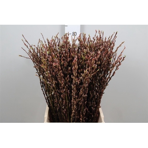 Salix Sekka Bandwilg