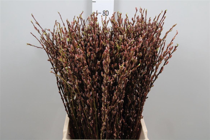 <h4>Salix Sekka Bandwilg</h4>