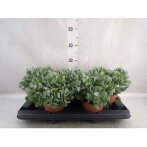 Crassula arborescens