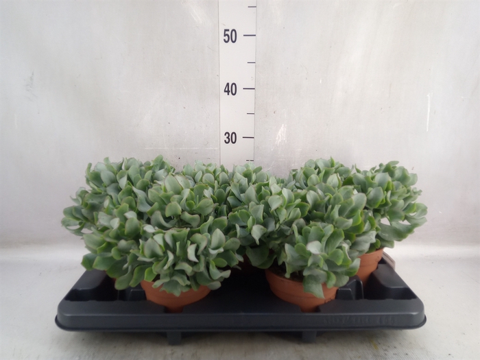 Crassula arborescens