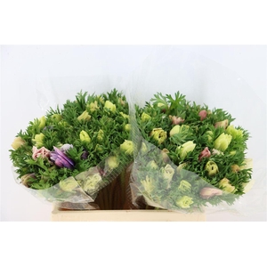 Anem Marianne Pastel Mix