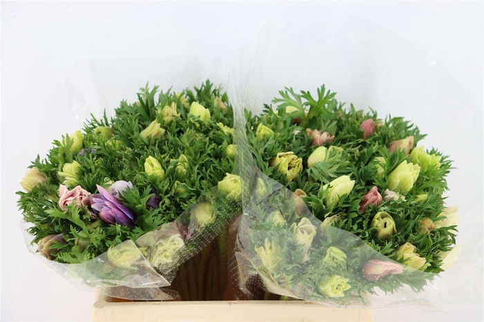 <h4>Anem Marianne Pastel Mix</h4>