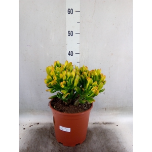 Crassula ovata 'Horn Tree'