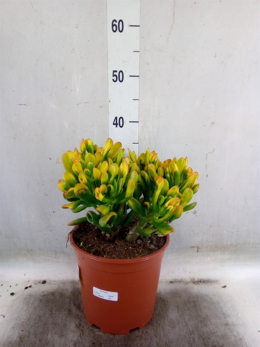 <h4>Crassula ovata 'Horn Tree'</h4>