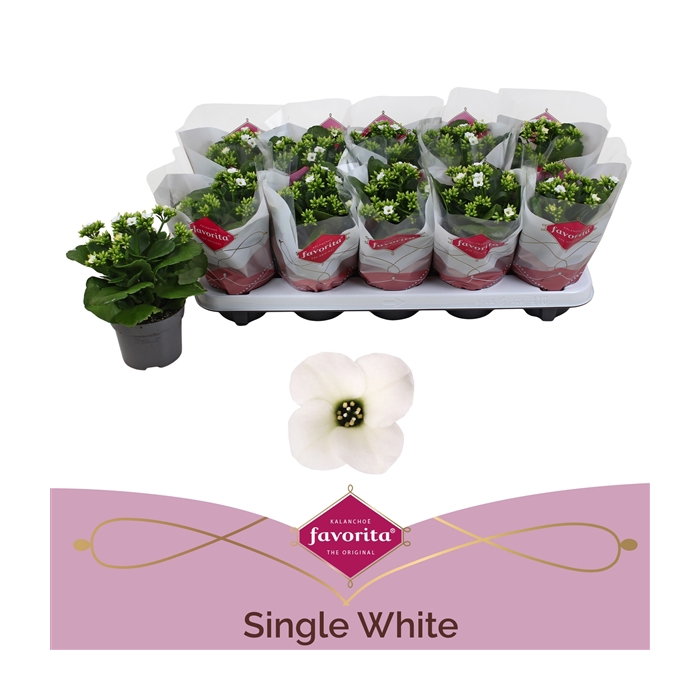 <h4>Kalanchoe favorita white stadium 1</h4>