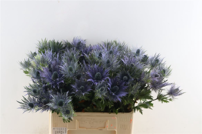 Eryngium Alpinum 60cm