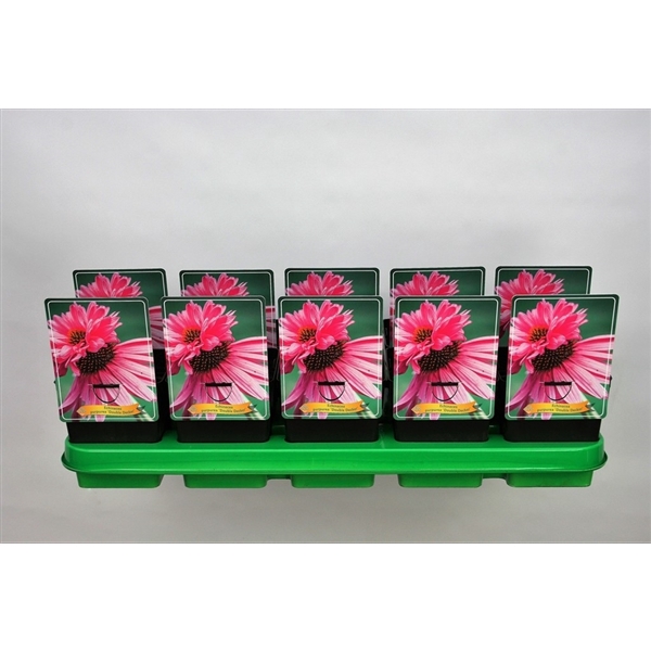 <h4>Echinacea Purpurea 'Double Decker' P11</h4>