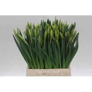 Narcis Gigantic Star