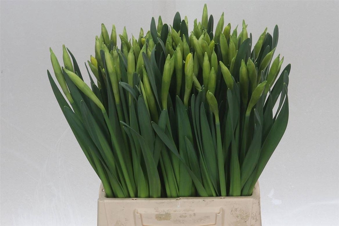 <h4>Narcis Gigantic Star</h4>