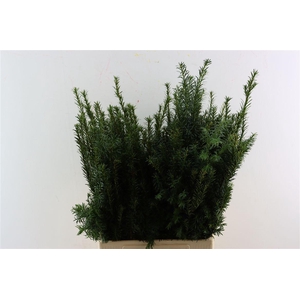 Taxus Baccata Fastigiata