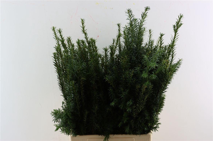 <h4>Taxus Baccata Fastigiata</h4>