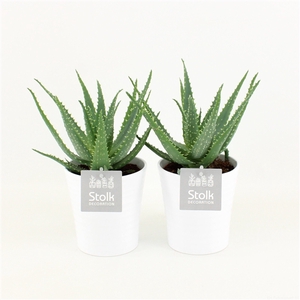 Aloe Arborescens in Liv keramiek
