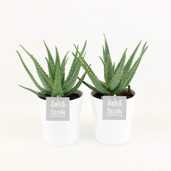 <h4>Aloe Arborescens in Liv keramiek</h4>