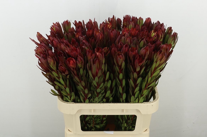 <h4>Leucadendron Safari Sunset</h4>