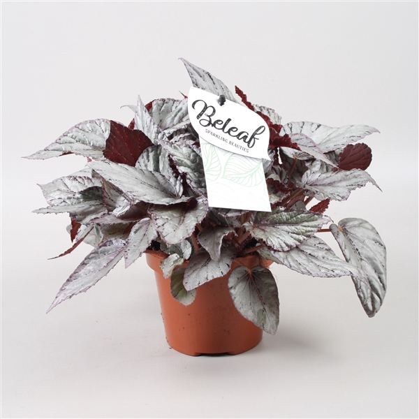 <h4>Begonia blad Beleaf Arctic Breeze</h4>