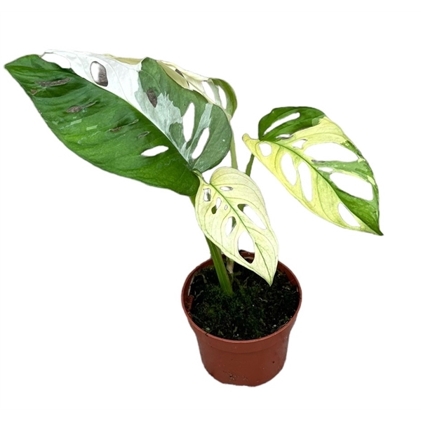 <h4>Monstera Adansonii var</h4>