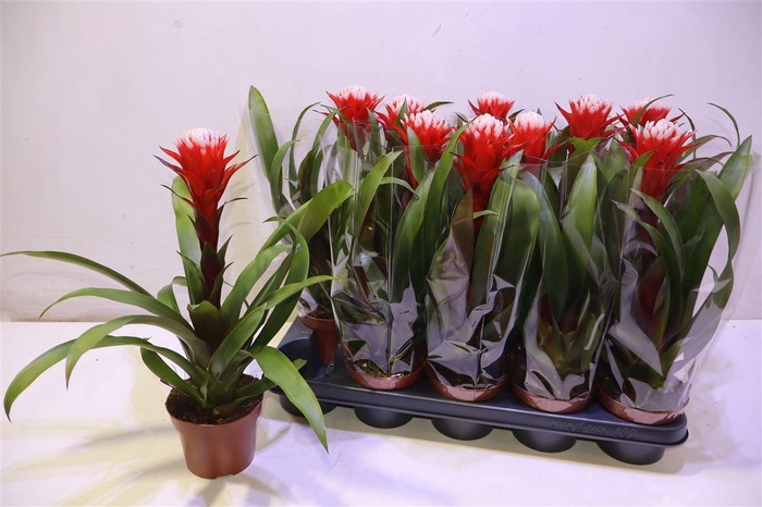 <h4>arr8 Guzm Hope</h4>