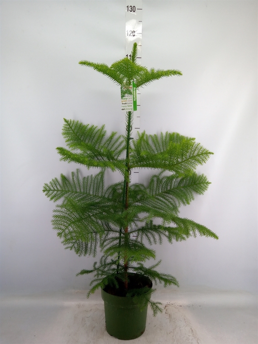 <h4>Araucaria heterophylla</h4>