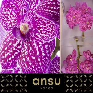Vanda Lipstick