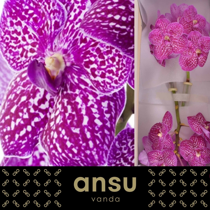 <h4>Vanda Lipstick</h4>
