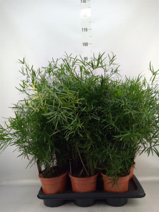 <h4>Asparagus falcatus</h4>