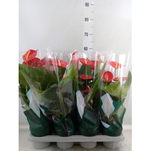 Anthurium andr. 'Tremendo'