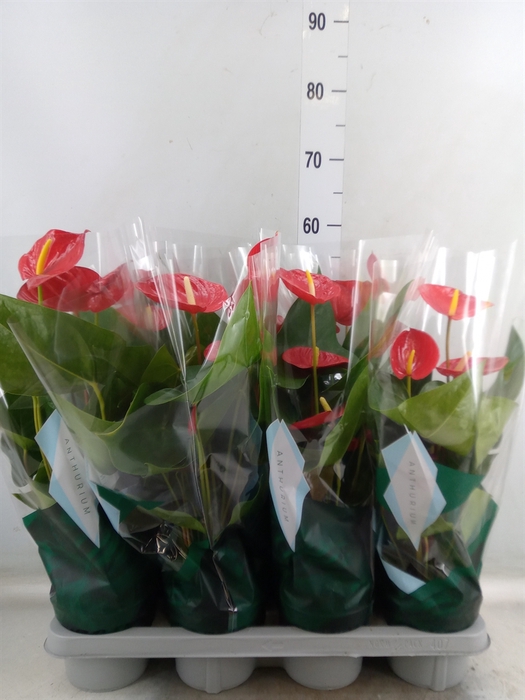 <h4>Anthurium andr. 'Tremendo'</h4>