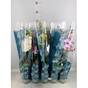 Phalaenopsis   ...mix  5
