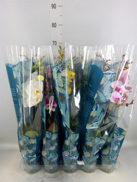 <h4>Phalaenopsis   ...mix  5</h4>