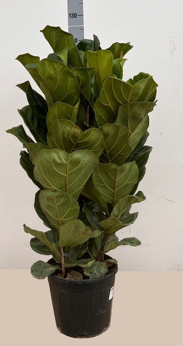 FICUS LYRATA