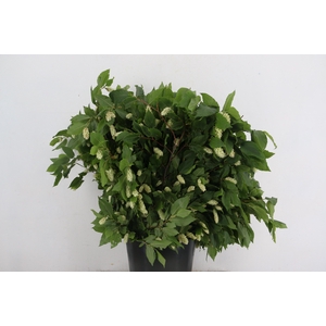 HUMULUS LUPULUS