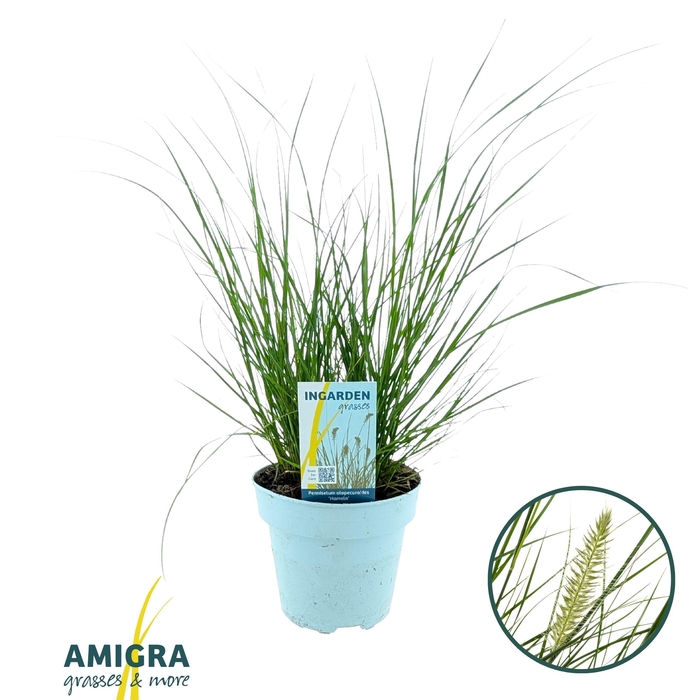 <h4>Pennisetum alop. 'Hameln' 15cm</h4>