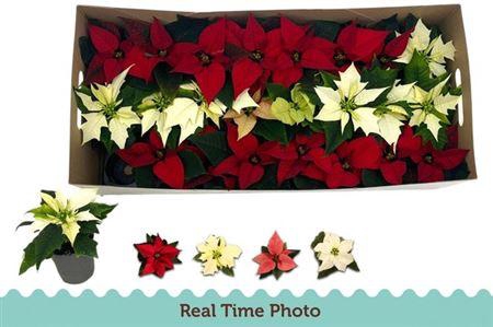 <h4>Euphor P Gem</h4>