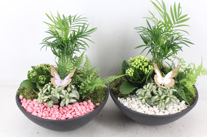 <h4>arr2 PL - Ebbischaal L - roze/wit</h4>