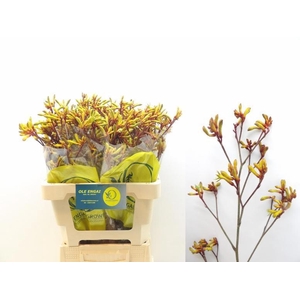 ANIGOZ ORANGE VELVET