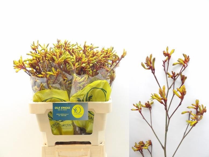 <h4>ANIGOZ ORANGE VELVET</h4>