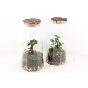 arr3 WR - Terrarium Triton x3