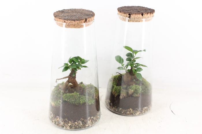 <h4>arr3 WR - Terrarium Triton x3</h4>